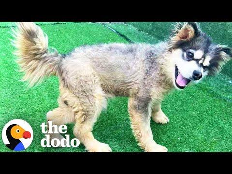 Watch This 'Broken' Dog Survive The Meat Trade And Retire With His Rescuer #Video