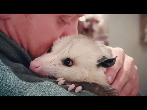 This man raised an opossum. Now he thinks they are smarter than dogs. #Video