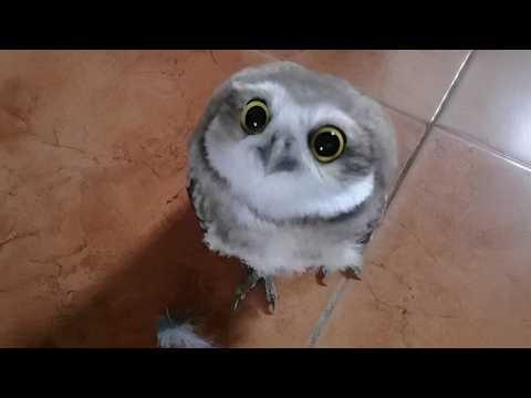 Owls Are The CUTEST Animals On The Planet #Video