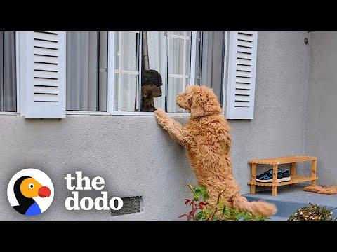 Neighbor's Dog Knocks On Door Everyday To Play With Her BFF #Video