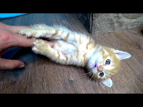 Dad, don't tickle me, I'm a kind kitten, but I can bite #Video