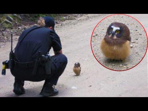 Funniest Animal Videos 2023 That Will Absolutely Brighten Up Your Day #Video
