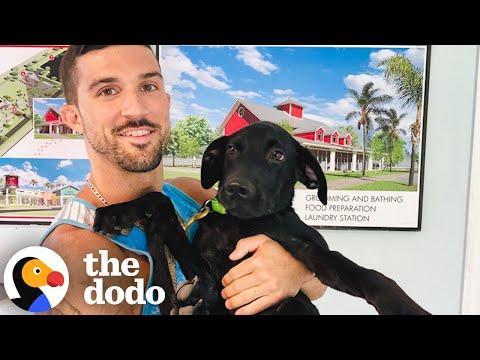Guy Adopts A 3-Legged Dog After His Divorce #Video