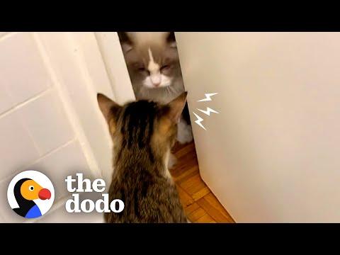 Foster Cat Who Hissed At Other Cats Was Just Hiding A Big Secret #Video