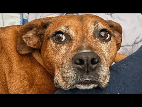 Shelter dog had no hope left. Then someone gave her another chance. #Video