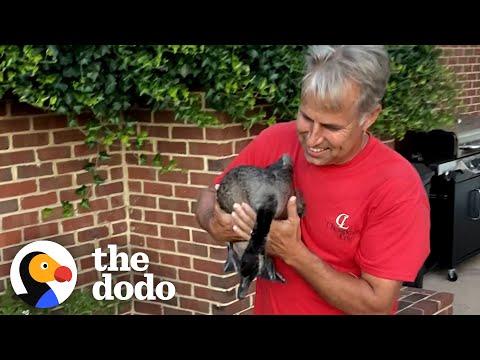 Empty-Nester Replaces His Kids With A Goose #Video