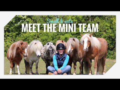 Meet my Mini Pony Team! Emma Massingale #Video