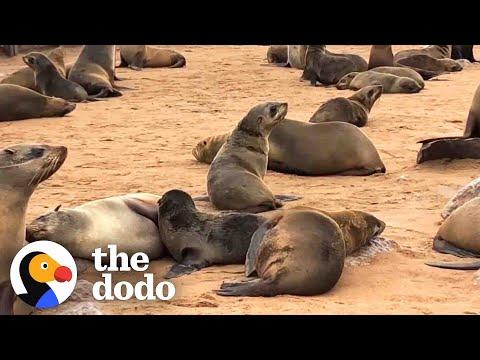 Little Seal’s Family Waits Nearby While Someone Saves His Life #Video