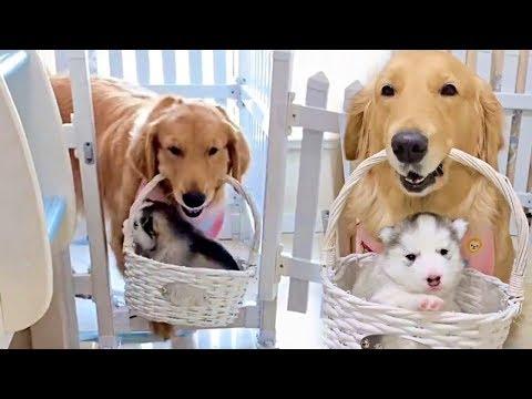 Golden Retriever Boi Steals Husky Friend's Puppies. Video.