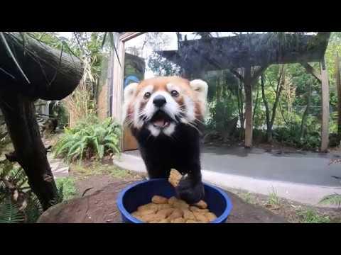 Red Panda Mei Mei Devours Bowl of Biscuits