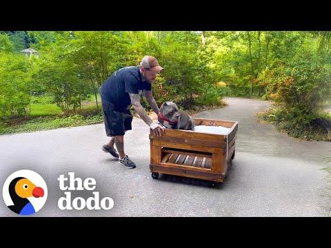 Pittie Demands To Do Everything With Dad #Video #Video