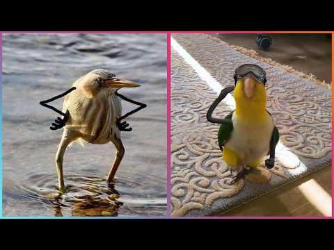 Birds with Arms - The Funniest Thing Ever! #Video