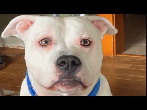 A breeder rejected this dog. But a woman took him home. #Video