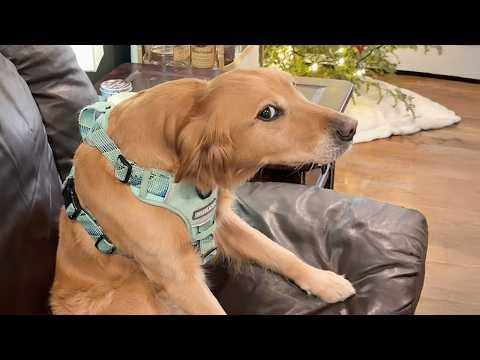 Dogs Being DRAMATIC for No Reason | Funny Dog Videos 2026