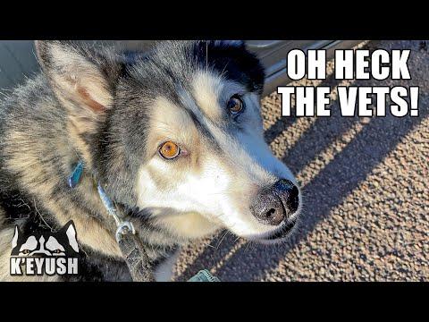 Husky TALKS at the VETS! Both Likes And HATES Them!