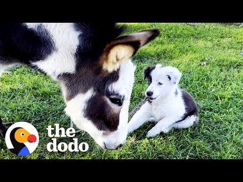 Mini Donkey Is Total Chaos And Her Puppy Friend Loves It #Video