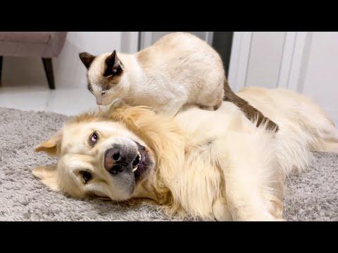 Funny Golden Retriever Reacts to a Cat Massage Video