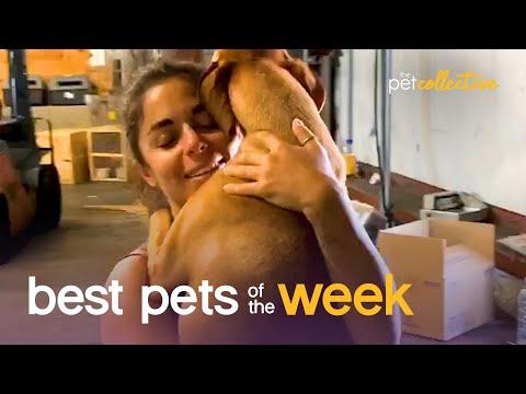The Most Heartwarming Pet Parent Moment Ever Video | Best Pets of the Week