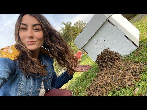 And they just walked right in | Honey Bee Swarms | #Video