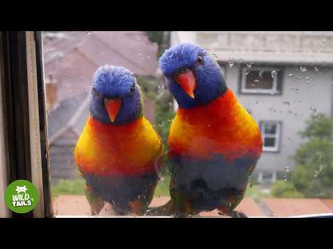 Wild Lorikeet Couple Visits My Home Every Day, Then Something Amazing Happened #Video