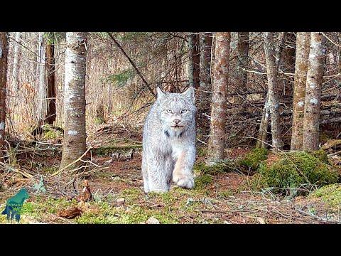 Stunning ethereal footage of lynx in Northern Minnesota #Video