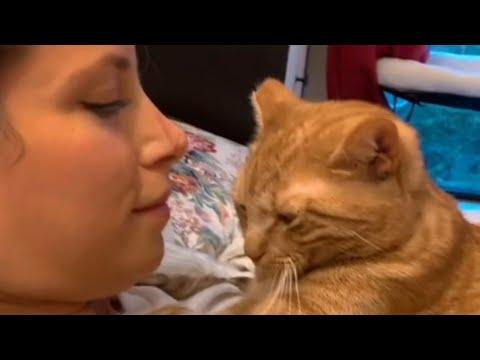 Shy shelter cat is so sweet to adopted family #Video