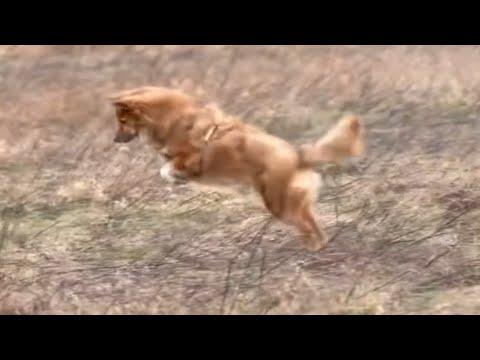 Dog celebrates adoption with epic hops #Video