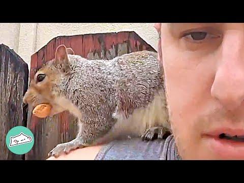 Squirrel Jumped on Man’s Shoulder and Started Eating Nuts Every Day #Video