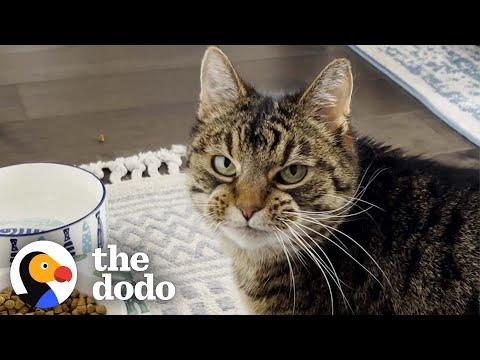 Picky Senior Cat Only Eats When She's Being Pet  #Video
