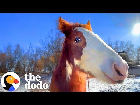 Terrified Baby Horse Wouldn’t Let Anyone Near Her #Video