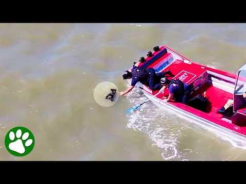 Puppy Rescue Ends With Emotional Reunion #Video