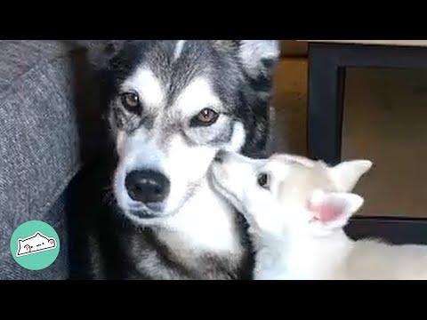 Husky With Diabetes Heals Thanks to His Brother #Video
