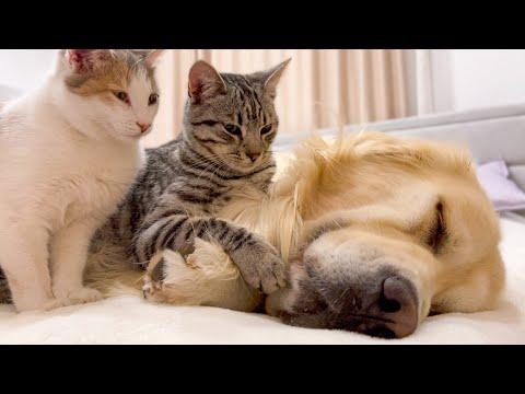 Poor Golden Retriever Attacked by Kittens #Video