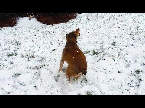 Dogs Chasing Snowflakes Compilation