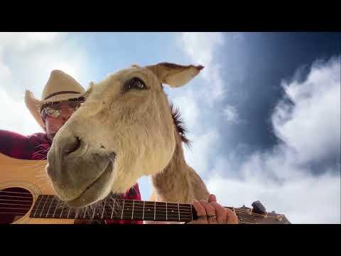 Oh these poor donkeys #Video