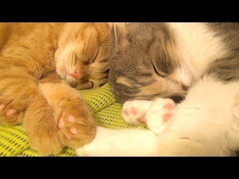 Mom Cat And Kitten Love Each Other