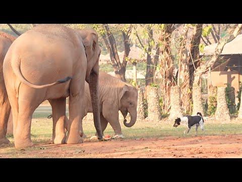 Dog Trying To Be Involved With The Baby Elephant To Get Special Food - ElephantNews #Video