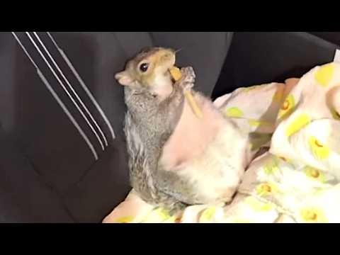 Full-figured squirrel goes on a diet