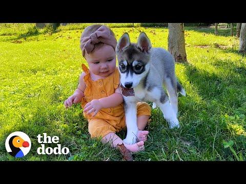 Little Girl And Her Husky Are The Same Age #Video