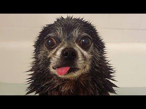 No one wanted this grumpy senior dog. Now he lives like a king. #Video