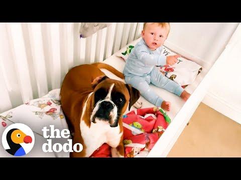 Dog Visits His Human Baby Brother's Crib Every Morning #Video