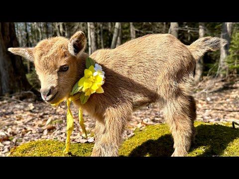 Weekend walk with 12 hour old goat twins! #Video