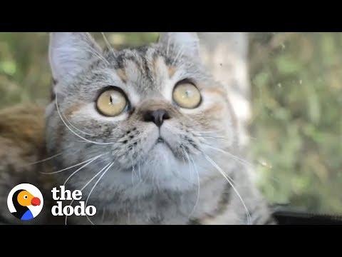 This Cat Rides Shotgun With Her Truck Driver Dad Every Single Day | The Dodo