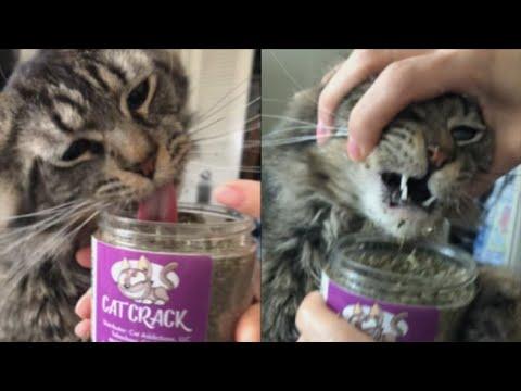 Cat Addicted To Catnip Video - Your Daily Dose Of Internet