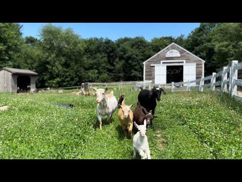 Goat path parade - Sunflower Farm Creamery #Video