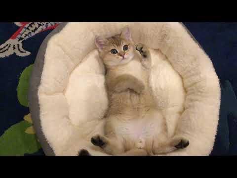 Sleepy Kitten Mochi Video