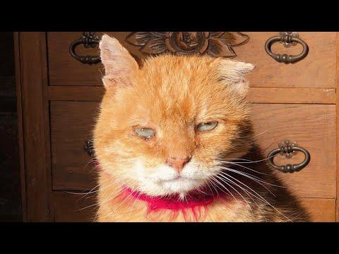 Elderly 'asymmetric' cat lived a rough street life. Then he got the retirement he deserved. #Video