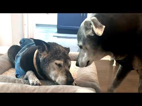 Elderly dog does sweetest thing for friend every morning #Video
