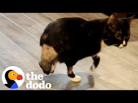 Two-Legged Cat Can't Stop Zooming #Video