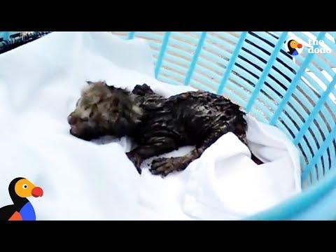 Tiny Kittens Rescued From An Air Duct | The Dodo